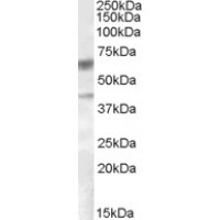 Western Blot (0.5μg/ml) staining of Human Liver lysate in the third lane (35μg protein in RIPA buffer). Primary incubation was 1 hour. Detected by chemiluminescence.