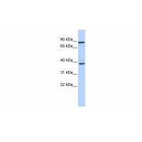 Antibody used in WB on Human Heart at 0.2-1 ug/ml.