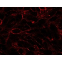 Immunoflorescence (2.5ug/ml) staining of U87. Detected by immunofluorescence. Data provided by Dr. Aashir Awan, University of Madrid, Spain.