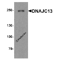 Western blot analysis of DNAJC13 in human heart tissue lysate with DNAJC13 antibody at 1 μg/ml.