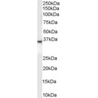 Western Blot (0.1μg/ml) staining of human liver lysate (35μg protein in RIPA buffer). Primary incubation was 1 hour. Detected by chemiluminescence.