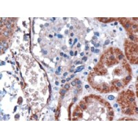 Immunohistochemistry (3μg/ml) staining of paraffin embedded human kidney. Microwaved antigen retrieval with citrate buffer pH 6, HRP-staining.