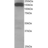 Western Blot staining (1μg/ml) of Human Testis lysate (RIPA buffer, 35μg total protein per lane). Primary incubated for 1 hour. Detected by western blot using chemiluminescence.