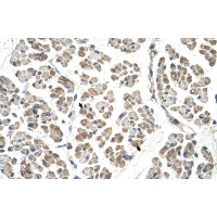 Antibody used in IHC on Human Muscle.
