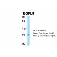 Antibody used in WB on Human HepG2 at 1 ug/ml.