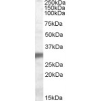 Western Blot (0.1μg/ml) staining of Human Muscle lysate (35μg protein in RIPA buffer). Primary incubation was 1 hour. Detected by chemiluminescence.