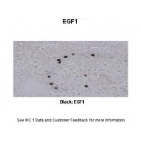 Antibody used in IHC on Xenopus Laevis at: 1:500.