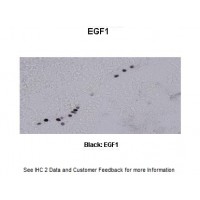 Antibody used in IHC on Xenopus Laevis at 1:500.