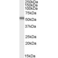 Western Blot (0.03μg/ml) staining of HepG2 cell lysate (35μg protein in RIPA buffer). Primary incubation was 1 hour. Detected by chemiluminescence.