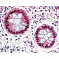 Immunohistochemistry (3.8μg/ml) staining of paraffin embedded Human Colon. Steamed antigen retrieval with citrate buffer pH 6, AP-staining.