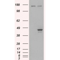 HEK293 overexpressing ELF3 and probed with antibody (mock transfection in first lane).