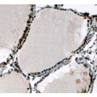 Immunohistochemistry (4μg/ml) staining of paraffin embedded Human Thyroid Gland. Steamed antigen retrieval with citrate buffer pH 6, HRP-staining.