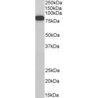 Antibody (0.3μg/ml) staining of Jurkat cell lysate (35μg protein in RIPA buffer). Primary incubation was 1 hour. Detected by chemiluminescence.