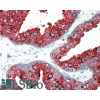 Immunohistochemistry (5μg/ml) staining of paraffin embedded Human Prostate. Steamed antigen retrieval with citrate buffer pH 6, AP-staining.