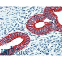 Immunohistochemistry (2.5μg/ml) staining of paraffin embedded Human Uterus. Steamed antigen retrieval with citrate buffer pH 6, AP-staining.