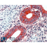 Immunohistochemistry (2.1μg/ml) staining of paraffin embedded Human Uterus. Steamed antigen retrieval with citrate buffer pH 6, AP-staining.