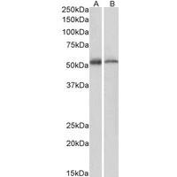 Western Blot (1 ug/ml) staining of Human (A) and Mouse (B) Thymus lysate (35ug protein in RIPA buffer). Primary incubation was 1 hour. Detected by chemiluminescence.