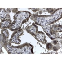 Immunohistochemistry (2μg/ml) staining of paraffin embedded Human Placenta. Steamed antigen retrieval with citrate buffer pH 6, HRP-staining.