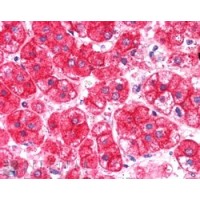 Immunohistochemistry (0.5μg/ml) staining of paraffin embedded Human Pancreas. Steamed antigen retrieval with citrate buffer pH 6, AP-staining.