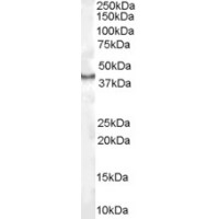 Western Blot (1μg/ml) staining of Human Kidney lysate (35μg protein in RIPA buffer). Primary incubation was 1 hour. Detected by chemiluminescence.