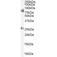 Western Blot staining (1μg/ml) of Human Testes lysate (RIPA buffer, 35μg total protein per lane). Primary incubated for 1 hour. Detected by western blot using chemiluminescence.