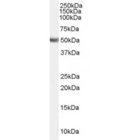 Western Blot (0.3μg/ml) staining of Human Lung lysate (35μg protein in RIPA buffer). Primary incubation was 1 hour. Detected by chemiluminescence.