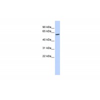 Antibody used in WB on Human 721_B at 0.2-1 ug/ml.