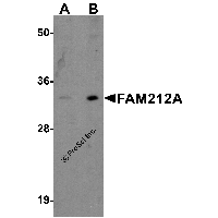 Western blot analysis of FAM212A in EL4 cell lysate with FAM212A antibody at (A) 1 and (B) 2 μg/ml.