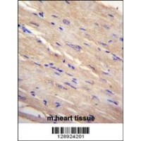 FAM69B Antibody immunohistochemistry analysis in formalin fixed and paraffin embedded human m.heart tissue followed by peroxidase conjugation of the secondary antibody and DAB staining.