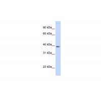 Antibody used in WB on Human Liver at 0.2-1 ug/ml.