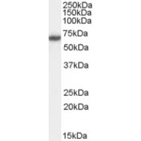 Western blot (0.5 μg/ml) staining of HeLa cell lysate (35 μg protein in RIPA buffer). Primary incubation was 1 hour. Detected by chemiluminescence.
