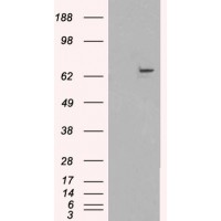HEK293 overexpressing FANCG (RC202443) and probed with Western blot (mock transfection in first lane), tested by Origene.