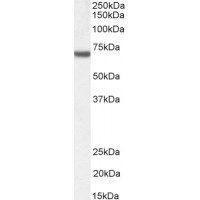 Western blot (1 μg/ml) staining of Jurkat nuclear lysate (35 μg protein in RIPA buffer). Primary incubation was 1 hour. Detected by chemiluminescence.