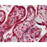 Immunohistochemistry (2.5μg/ml) staining of paraffin embedded Human Placenta. Steamed antigen retrieval with citrate buffer pH 6, AP-staining.