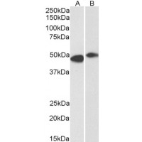 Western blot (0.3 μg/ml) staining of Human Frontal Cortex (A) and Rat (B) Brain lysate (35 μg protein in RIPA buffer). Primary incubation was 1 hour. Detected by chemiluminescence