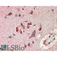 Immunohistochemistry (10μg/ml) staining of paraffin embedded Human CerImmunohistochemistry ortex. Steamed antigen retrieval with citrate buffer pH 6, AP-staining.