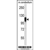 Western blot analysis in mouse cerebellum tissue lysates (35ug/lane).