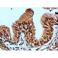 Immunohistochemistry (4μg/ml) staining of paraffin embedded Human Lung. Steamed antigen retrieval with citrate buffer pH 6, HRP-staining.