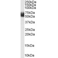 Western Blot (1μg/ml) staining of Human Adipose lysate (35μg protein in RIPA buffer). Primary incubation was 1 hour. Detected by chemiluminescence.