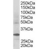 Western Blot staining (0.3μg/ml) of Human Kidney lysate (RIPA buffer, 30μg total protein per lane). Primary incubated for 1 hour. Detected by western blot using chemiluminescence.