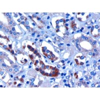 Immunohistochemistry (3μg/ml) staining of paraffin embedded Human Kidney. Microwaved antigen retrieval with citrate buffer pH 6, HRP-staining.