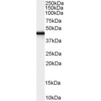 Western Blot (0.03μg/ml) staining of Human Brain (frontal Cortex) lysate (35μg protein in RIPA buffer). Primary incubation was 1 hour. Detected by chemiluminescence.