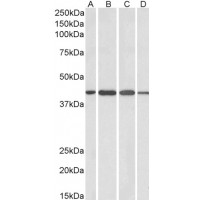 Western blot (1 μg/ml) staining of Human CerWestern blot (A), Mouse (B), Rat (C) and Pig (D) Brain lysates (35 μg protein in RIPA buffer). Primary incubation was 1 hour. Detected by chemiluminescence.