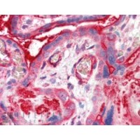 Immunohistochemistry (5μg/ml) staining of paraffin embedded Human Placenta. Steamed antigen retrieval with citrate buffer pH 6, AP-staining.
