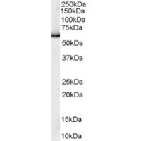 Western Blot (0.1μg/ml) staining of HEK293 lysate (35μg protein in RIPA buffer). Primary incubation was 1 hour. Detected by chemiluminescence.