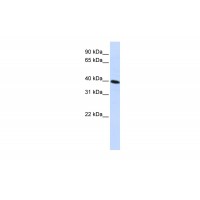 Antibody used in WB on Human HepG2 at 0.2-1 ug/ml.