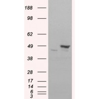 HEK293 overexpressing FLOT1 and probed with antibody (mock transfection in first lane).