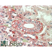 Immunohistochemistry (3.8μg/ml) staining of paraffin embedded Human Kidney. Steamed antigen retrieval with citrate buffer pH 6, AP-staining.