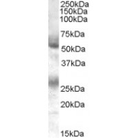 Western Blot (0.1μg/ml) staining of Human Bone Marrow lysate (35μg protein in RIPA buffer). Primary incubation was 1 hour. Detected by chemiluminescence.