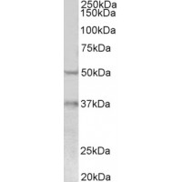 Western Blot (0.3μg/ml) staining of lysates of cell line HepG2 (35μg protein in RIPA buffer). Primary incubation was 1 hour. Detected by chemiluminescence.